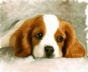 Puppy Dog Eyes - 5D Diamond Painting - 5D Diamond Painting - DIY Kits